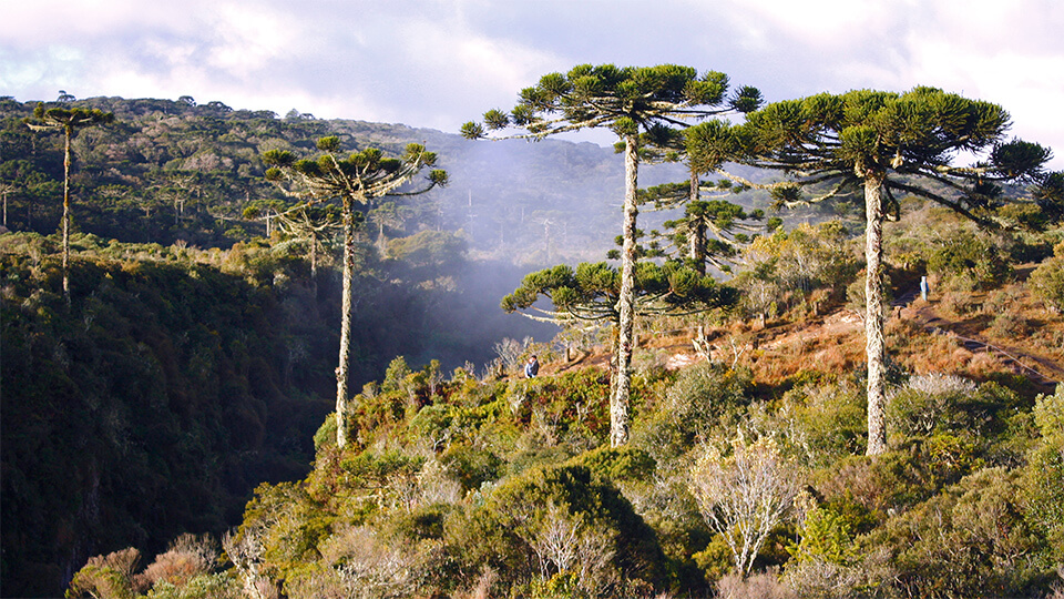 Araucárias ao redor do cânion Itaimbezinho