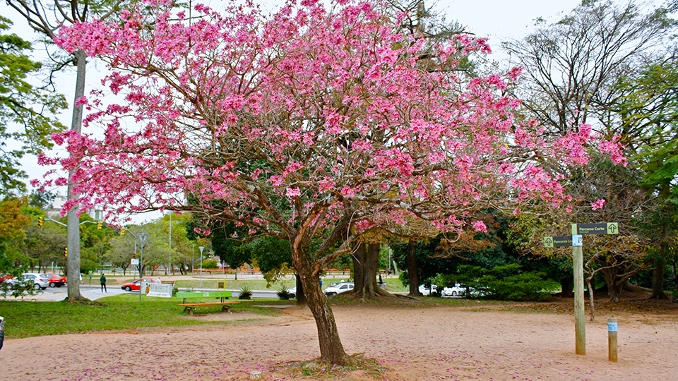 Árvore no Parcão